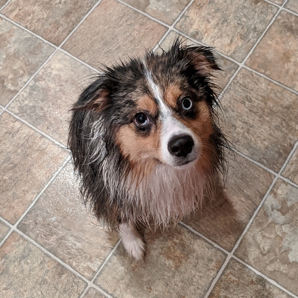 Meet your Posher, Lacy - Picture 1 of 1